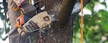 Best Commercial Tree Services  in Prospect Rk, PA