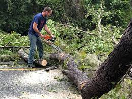 Best Tree Health Inspection  in Prospect Rk, PA