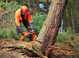 Best Firewood Processing and Delivery  in Prospect Rk, PA