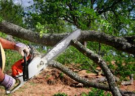  Prospect Rk, PA Tree Care Pros