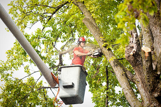 Soil Testing and Treatment in Prospect Park, PA