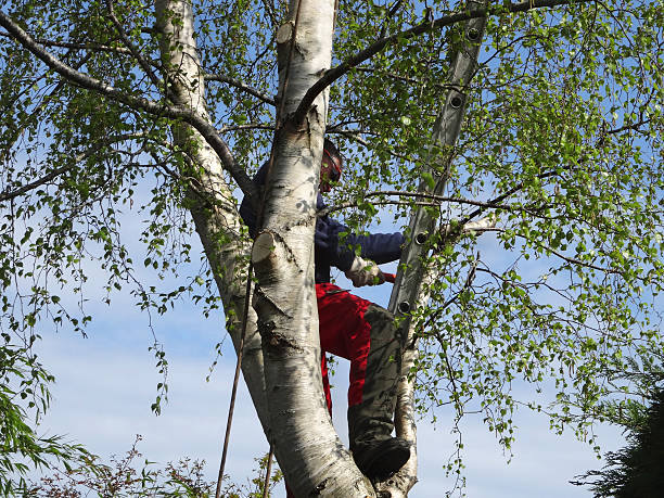 Tree and Shrub Care in Prospect Park, PA