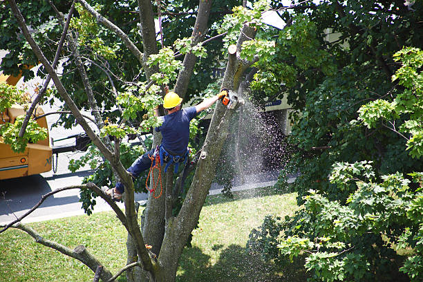 Best Root Management and Removal  in Prospect Rk, PA