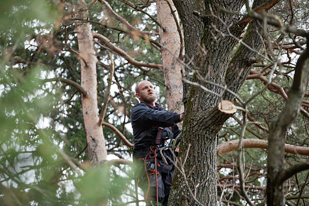 Best Pest Control for Lawns  in Prospect Rk, PA